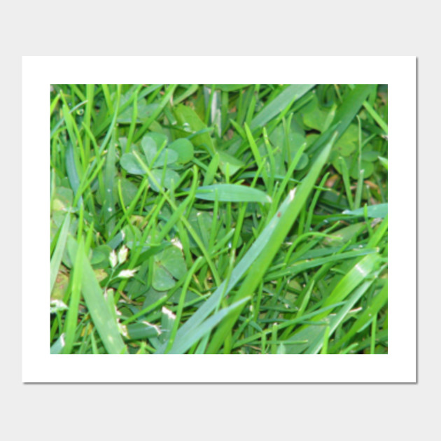 Hidden clover